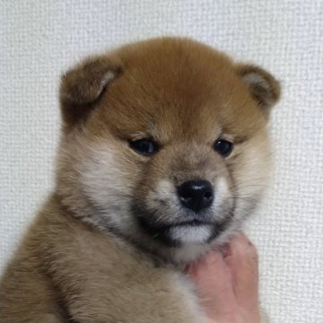 柴犬(標準サイズ)【大分県・男の子・2024年10月22日・赤】の写真「お顔も体もまるまる健康優良児な男の子😆」