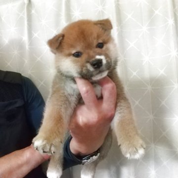 柴犬(標準サイズ)【大分県・男の子・2025年8月13日・赤】の写真「呼ぶと一番に駆け寄ってくる人懐こい男の子🤩」