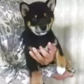 柴犬(標準サイズ)
