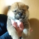 柴犬(標準サイズ)