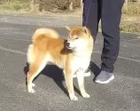 柴犬(標準サイズ)【大分県・男の子・2024年3月17日・赤】の写真2