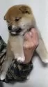 柴犬(標準サイズ)【大分県・男の子・2024年10月22日・赤】の写真2