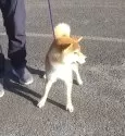 柴犬(標準サイズ)【大分県・男の子・2024年3月17日・赤】の写真4