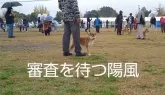 柴犬(標準サイズ)【大分県・男の子・2024年3月17日・赤】の写真5
