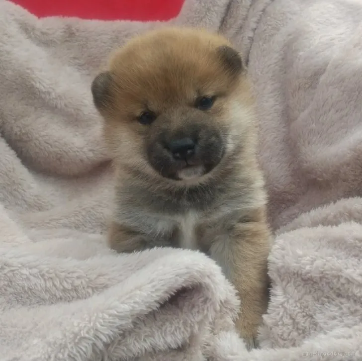 はなまる家族 様のお迎えした子犬