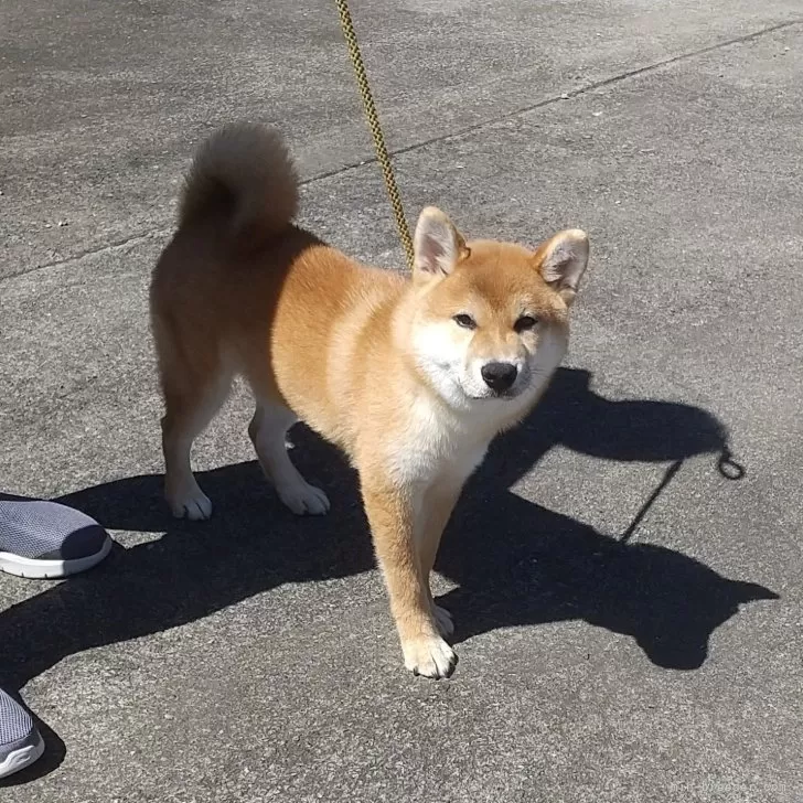 ID:2402-03855の子犬