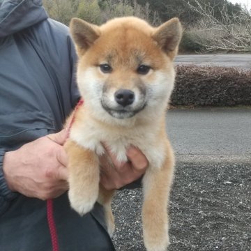 柴犬(標準サイズ)【大分県・女の子・2023年9月20日・赤】の写真「小柄でかわいい女の子です♪」