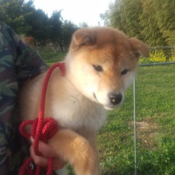 柴犬(標準サイズ)【大分県・女の子・2022年10月11日・赤】の写真「まだあどけない感じが可愛い子です。」