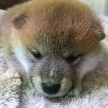 柴犬(標準サイズ)【大分県・女の子・2023年11月20日・赤】の写真「人懐こくてよく寝てよく食べる可愛らしい女の子です♪」