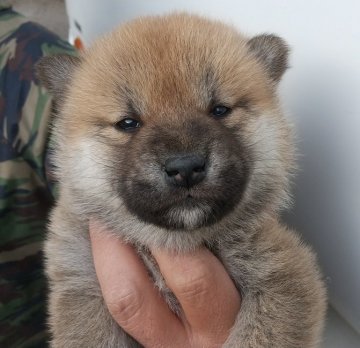 柴犬(標準サイズ)【大分県・女の子・2020年12月19日・赤】の写真「ペット・展覧会用としても最高の犬質です！」
