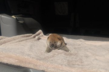 柴犬(標準サイズ)【大分県・男の子・2021年12月12日・赤】の写真「展覧会ショータイプの良血統です（兄）」