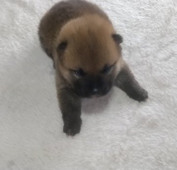柴犬(標準サイズ)【大分県・男の子・2021年2月22日・赤】の写真「色素が濃くて元気いっぱいな男の子♪」
