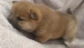 柴犬(標準サイズ)【大分県・女の子・2023年1月6日・赤】の写真2「2/3撮影」