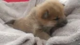 柴犬(標準サイズ)【大分県・女の子・2023年1月6日・赤】の写真3「2/3撮影」