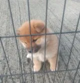 柴犬(標準サイズ)【大分県・女の子・2023年1月6日・赤】の写真4「2/11撮影」