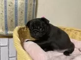 パグ【岡山県・男の子・2024年11月14日・ブラック】の写真11