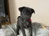 パグ【岡山県・男の子・2024年11月14日・ブラック】の写真14