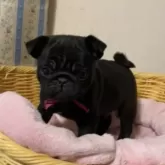 パグ【岡山県・男の子・2024年11月14日・ブラック】の写真10