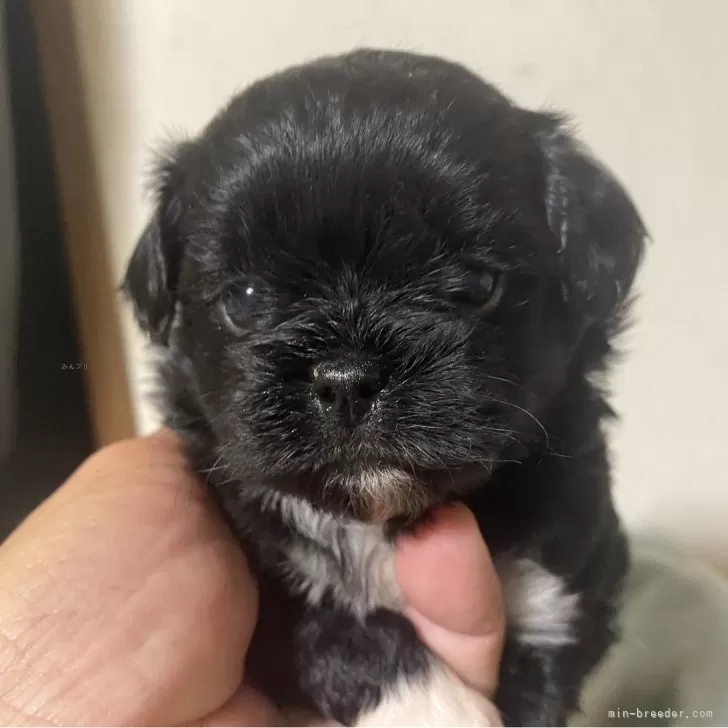 ID:2502-00021の子犬