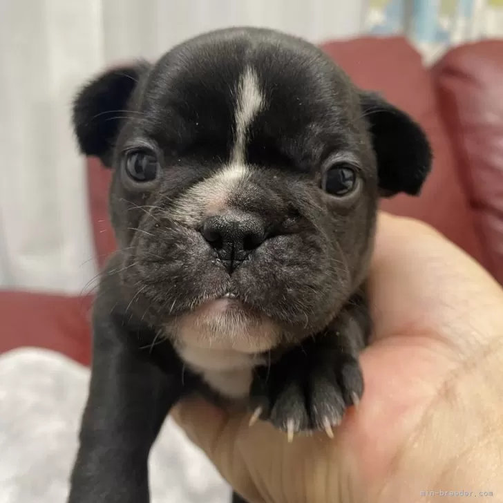 ID：2501-02684の子犬