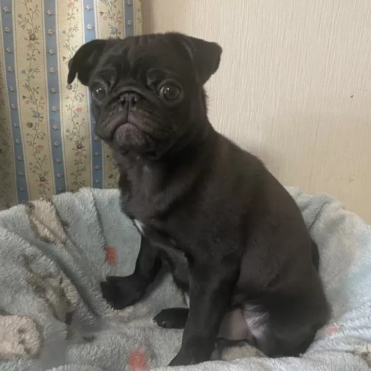 かめこ 様のお迎えした子犬