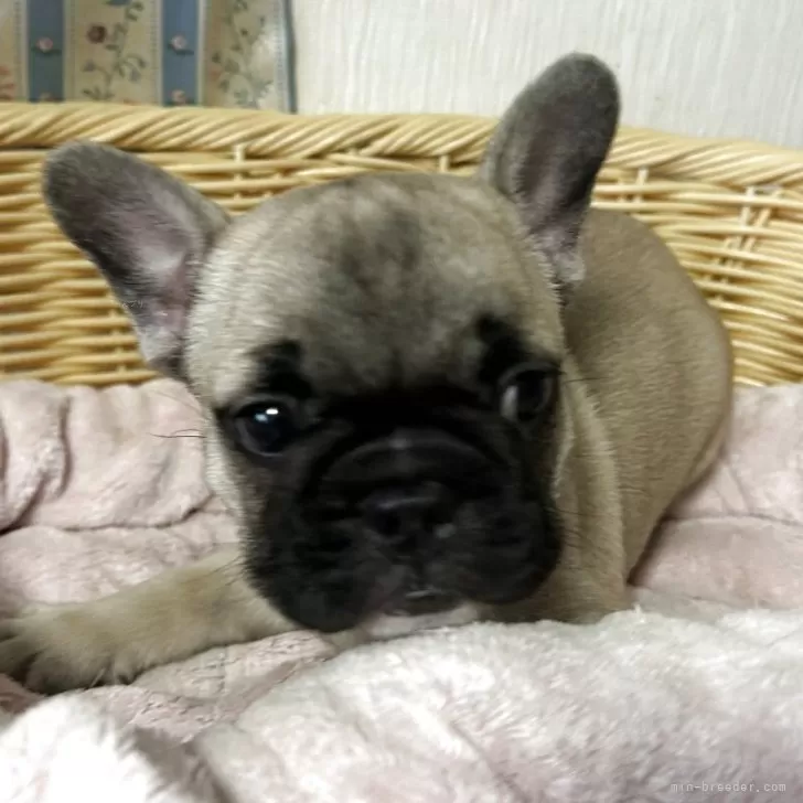 ID:2506-04189の子犬