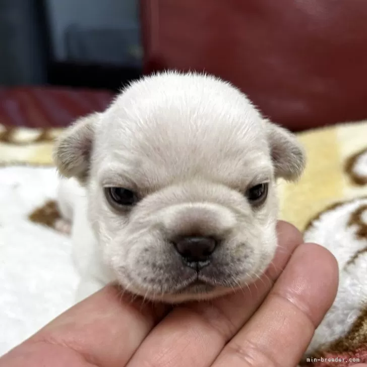 KIM 様のお迎えした子犬