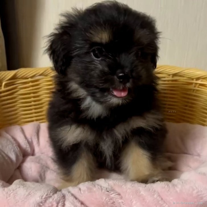 ミックス(ポメラニアン×シーズー)【岡山県・女の子・2025年4月15