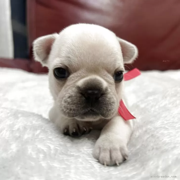 ID：2505-00282の子犬