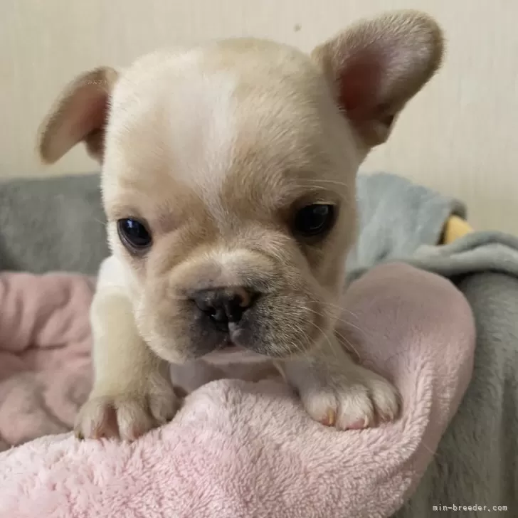 ID:2411-02272の子犬