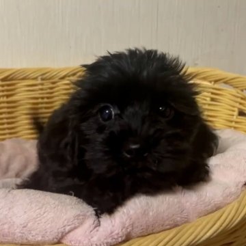 【岡山県・女の子・2025年9月1日・ブラック】の写真「めちゃかわ！愛嬌たっぷりなワンちゃん✨」