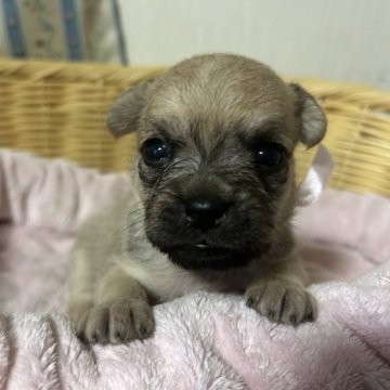 ミックス(パグ×マルプー)【岡山県・女の子・2025年4月29日・フォーン】の写真「抱きしめたくなるモフモフ感💖」