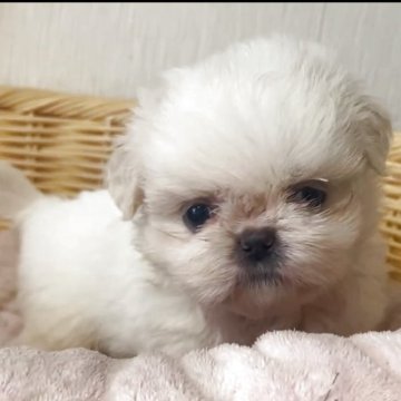 ミックス(ペキニーズ×シーズー)【岡山県・女の子・2025年9月26日・ホワイト】の写真「激かわミックス！おっとりな性格です！」