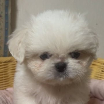 ミックス(ペキニーズ×シーズー)【岡山県・女の子・2025年9月26日・ホワイト】の写真「激かわミックス！ふわふわで気持ちいいです！」