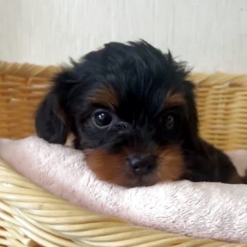 【岡山県・男の子・2025年9月1日・ブラック】の写真「めちゃかわ！愛嬌たっぷりなワンちゃん✨」