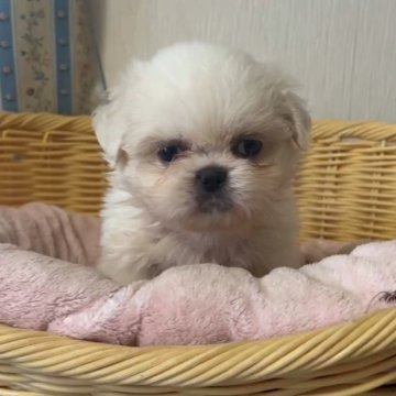 ミックス(ペキニーズ×シーズー)【岡山県・女の子・2025年9月26日・ホワイト】の写真「激かわミックス！ふわふわで気持ちいいです！」