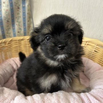 ミックス(ポメラニアン×シーズー)【岡山県・女の子・2025年4月15日・ブラック】の写真「ふわもこシーポメ新しい家族に♪」