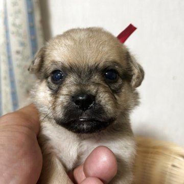 ミックス(パグ×マルプー)【岡山県・女の子・2025年4月29日・フォーン】の写真「可愛さも性格もパーフェクト！」