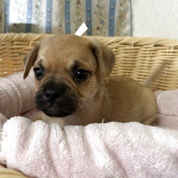 ミックス(パグ×マルプー)【岡山県・女の子・2025年4月29日・フォーン】の写真「ふわもこ元気っ子！癒し力MAX🐾」