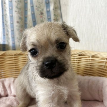 ミックス(パグ×マルプー)【岡山県・女の子・2025年4月29日・フォーン】の写真「抱きしめたくなるモフモフ感💖」