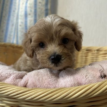 マルプー(マルチーズ×トイプードル)【岡山県・男の子・2025年7月5日・アプリコット】の写真「【マルプー】キュルキュルの目がチャームポイント！」