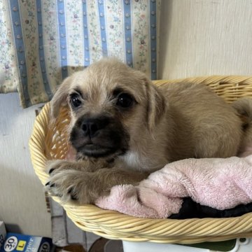 ミックス(パグ×マルプー)【岡山県・男の子・2025年4月29日・フォーン】の写真「愛嬌たっぷりなワンちゃん✨」