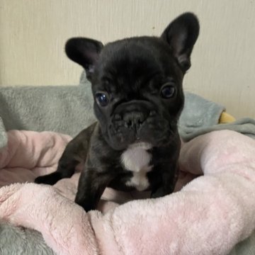 フレンチブルドッグ【岡山県・男の子・2024年10月22日・ブリンドル】の写真「甘えん坊な赤ちゃん！」