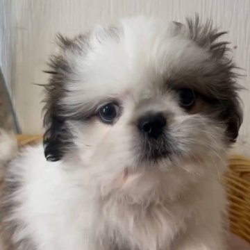 ミックス(ペキニーズ×シーズー)【岡山県・男の子・2025年9月26日・ブラウン&ホワイト】の写真「激かわミックス！見てるだけで癒される！」