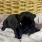 フレンチブルドッグ