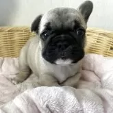 フレンチブルドッグ