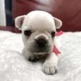 フレンチブルドッグ