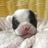 フレンチブルドッグ