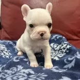 フレンチブルドッグ