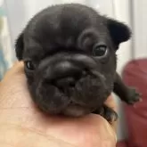 フレンチブルドッグ